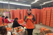 四川柑橘病蟲害防治時間_丑八怪柑桔介紹