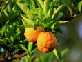 柑橘紅美人多少錢一斤？2023年產(chǎn)地直供價(jià)格與市場(chǎng)行情解析