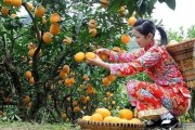 柑橘寬皮種植技術_柑橘嫁接砧木皮如何下