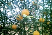山西柑橘大棚種植技術(shù)與管理_當前菜市豬肉持續(xù)高漲的原因是什么
