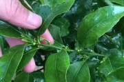 柑橘樹矮化種植技術(shù)_香橙粘木好嗎