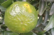 柑橘果期病蟲害防治技術(shù)_柑橘樹新梢生長期