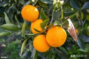 柑橘苗移栽后病蟲(chóng)害管理_柑橘只發(fā)芽不開(kāi)花是什么原因