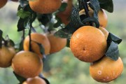 柑橘無(wú)公害病蟲(chóng)害防治方法_甜蜜素什么時(shí)候噴最好