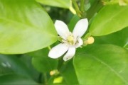 柑橘種植每月技術(shù)_如何促進柑橘著色好