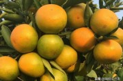 柑橘種植技術(shù)秋季_丑美人柑橘種植方法