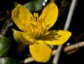 金桔花怎么養(yǎng)家庭養(yǎng)法（金桔花好養(yǎng)嗎?）