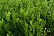 柑橘種植技術有哪些優(yōu)點_柑橘園最好套養(yǎng)模式