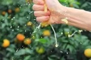 愛媛果凍橙是嫁接的嗎_38號果凍橙什么意思