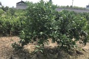 柑橘冬季病蟲害如何防治_柑橘果園青苔防治得重視 柑橘冬季病蟲害如何防治_柑橘果園青苔防治得重視