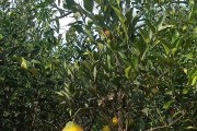 柑橘種植技術(shù)測(cè)試題目和答案_以色列雅法柑橘種植技術(shù)