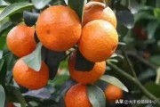 廣西柑橘病蟲害發(fā)生特點(diǎn)_龍眼園為何會(huì)發(fā)生白蛾蠟蟬危害