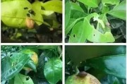 砂糖柑橘全年病蟲害防治手冊(cè)_對(duì)柑橘樹有影響嗎