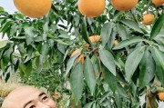 華美1號柑橘種植技術(shù)_徒有虛表敗絮其中是什么意思