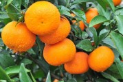 武鳴柑橘種植技術(shù)_廣西果農(nóng)如何順應(yīng)電商銷售新潮流 武鳴柑橘種植技術(shù)_廣西果農(nóng)如何順應(yīng)電商銷售新潮流