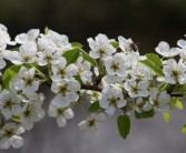 怎么栽植柑橘樹(shù)（柑橘樹(shù)栽培技術(shù)）