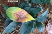 柑橘常見(jiàn)病害及圖片(柑橘常見(jiàn)病害圖片與防治 方法)
