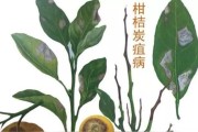 10種嚴(yán)重柑橘病蟲害_10月中旬柑桔病蟲害打什么藥