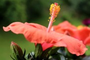 沃柑怎么分辨花還芽（沃柑什么樣）