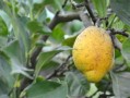 早熟優(yōu)良柑橘新品種介紹視頻教程：手把手教你栽培技術與病蟲害防治完整指南