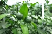 柑橘膨果期病蟲害防治_葡萄坐果后因葉面肥中毒怎么樣補救