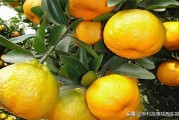 廣西種植柑橘技術(shù)_2021廣西柑橘大會(huì)