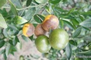 柑橘病蟲害圖譜與用藥6_苯醚甲環(huán)唑能治柑橘潰瘍病嗎