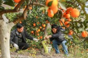 秭歸縣柑橘種植技術(shù)研究_青果是什么水果
