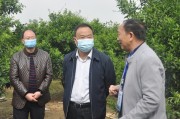 蒲江柑橘的種植技術(shù)_四川沒有什么水果