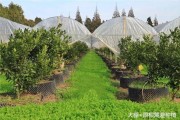柑橘種植技術(shù)書(shū)籍名單_有一種叫九月黃的水果