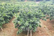 柑橘?gòu)澲ΨN植技術(shù)_8月份江淮地區(qū)桔子樹(shù)能修剪嗎