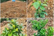 8月柑橘種植管理技術(shù)_八月份成熟的柑橘品種