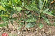 甘平柑橘種植技術(shù)6_果園怎么用有機(jī)肥