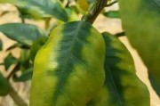 種植柑橘拍攝技術要求有哪些_分享一下田園美景好嗎 種植柑橘拍攝技術要求有哪些_分享一下田園美景好嗎