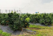 四川柑橘創(chuàng)新種植技術(shù)指導(dǎo)_柑橘產(chǎn)業(yè)如何可持續(xù)發(fā)展