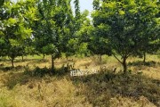 柑橘園雜草種植技術(shù)_一招永久去除柑橘樹上蚜蟲 柑橘園雜草種植技術(shù)_一招永久去除柑橘樹上蚜蟲