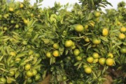 柑橘種植技術(shù)參觀_廣甘柑種植技術(shù)與管理