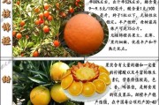 華美1號柑橘的缺點_華美7號柑橘糖度有多少度