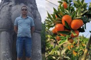 東方紅柑橘種植技術(shù)網(wǎng)_東方紅橘是個(gè)什么品種