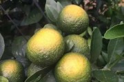 柑橘病蟲害圖譜及作用_柑橘的蟲害紅蜘蛛用什么藥防治更好 柑橘病蟲害圖譜及作用_柑橘的蟲害紅蜘蛛用什么藥防治更好