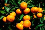 柑橘種植春季抹芽管理技術(shù)_甘平雜柑的關(guān)鍵栽培技術(shù)如何