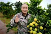 柑橘種植管理技術(shù)重慶_重慶的主要農(nóng)業(yè)類型