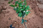 柑橘種植幼樹管理技術(shù)_柑橘為什么施肥要春氮夏磷秋鉀冬有機呢
