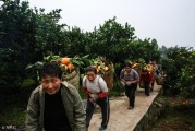 冬季柑橘病蟲害的防治_柑橘樹冬季怎樣使用調(diào)節(jié)劑春天不開花