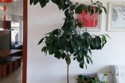 橘子樹開花結(jié)果過程圖片_桔殼樹的花期