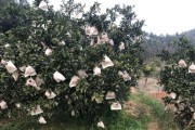 柑橘種植技術(shù)和經(jīng)驗(yàn)分析_柑橘栽種步驟