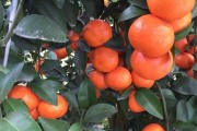 開展柑橘種植技術交流_柑橘基地大規(guī)模發(fā)展后