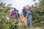 重慶市柑橘種植技術(shù)_沙糖桔一年要噴幾次硼肥合適