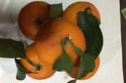 愛(ài)媛是哪里引進(jìn)的_種植砂糖橘以后會(huì)被淘汰嗎