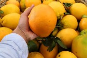 剝皮柑橘種植技術(shù)_耙耙柑不適合哪些人吃